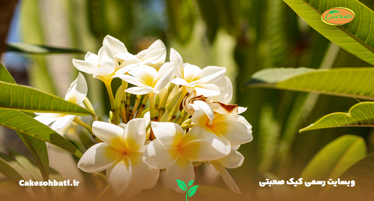 تصویری از چند شاخه گل سفید وانیل درون یک باغچه