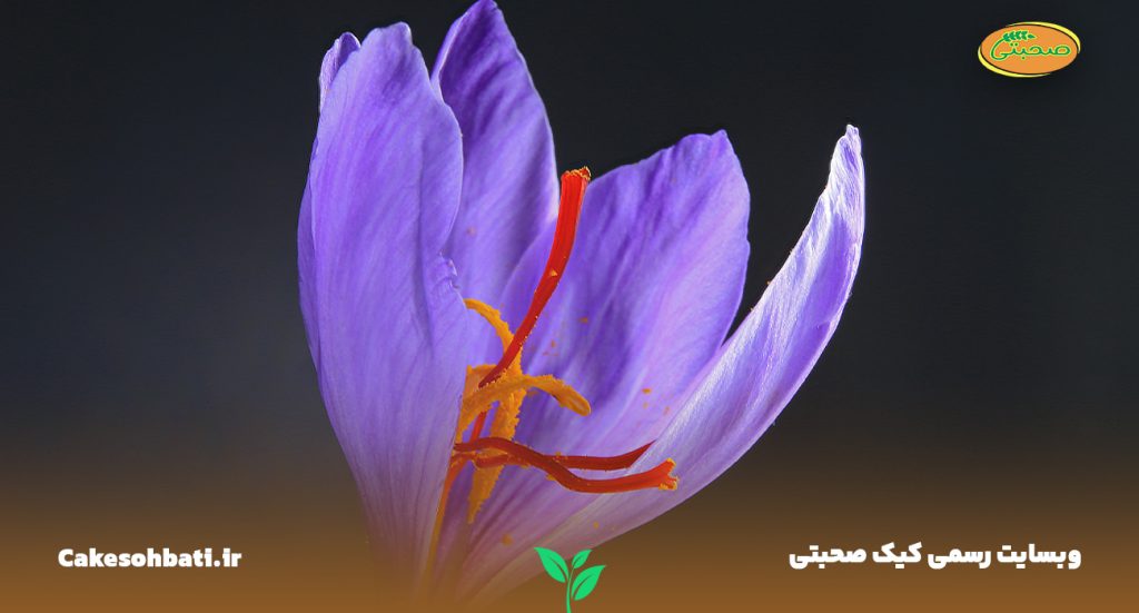 تصویری از نمای بسیار نزدیک که یک گل بنفش رنگ زعفران را نشان می‌دهد.